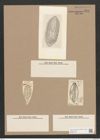 Navicula lyra var. abnormis Grun. (de-Toni-Nr.: Genus 1, Species 327) Zeichnungen Sammlung Grunow Nr. 734 (NHMW-BOT-W0367120)